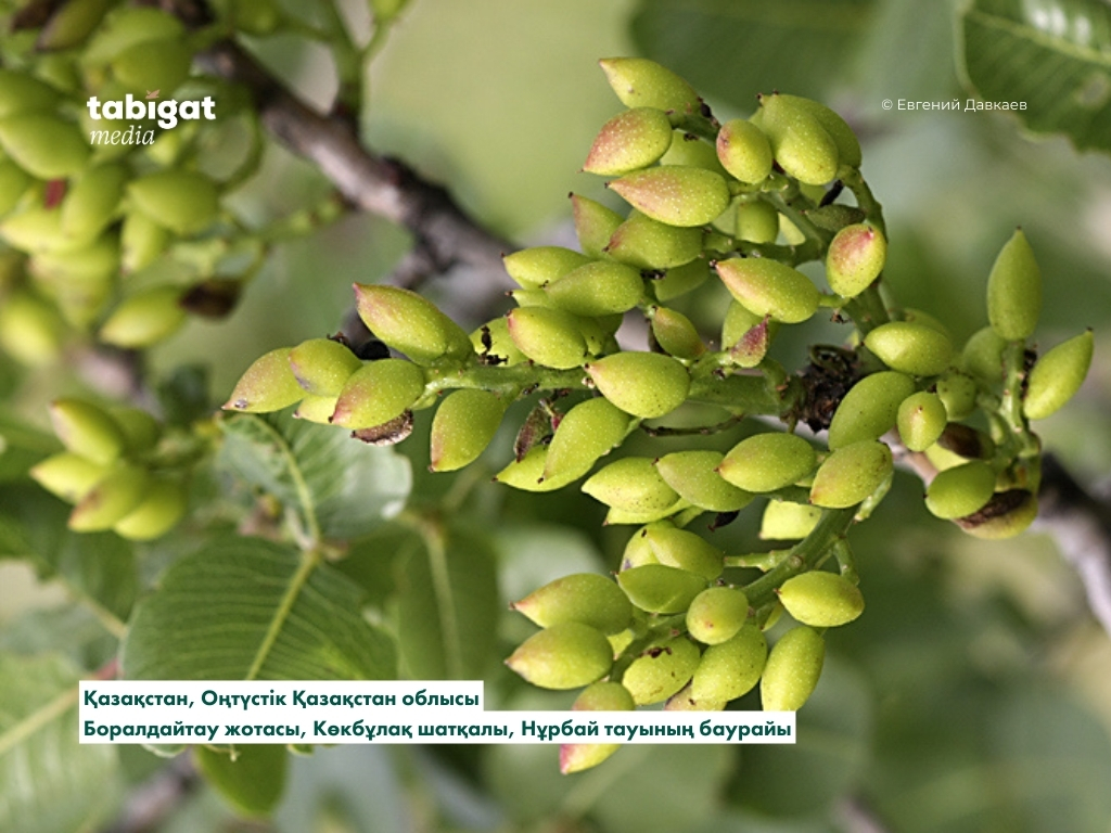 Әлемдегі ең жақсы порностудия